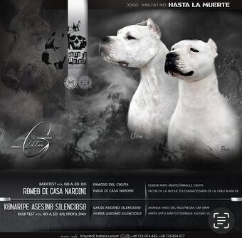 Argentinská doga ( Dogo Argentino )