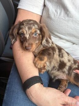 Jazvečík chocolate harlequin long hair