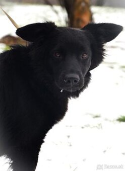 Border kolia mix Alan (3,5 r.) hľadá aktívny, láskyplný domo