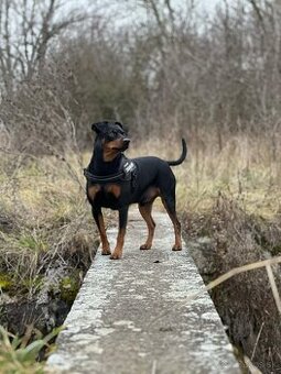 German Pinscher