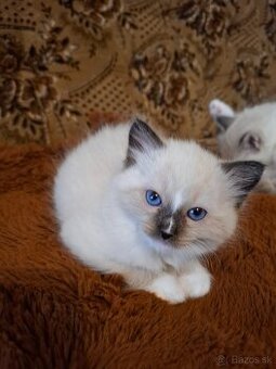 Ragdoll kocurik seal mitted with blaze