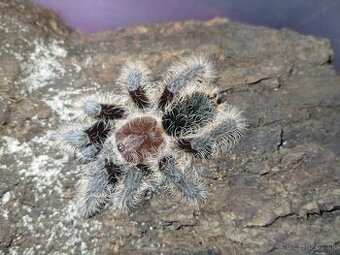 Tliltocatl albopilosus nicaragua, pavúk, tarantula