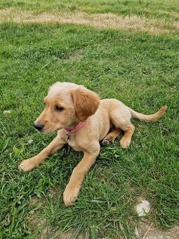 Zlaty retriever