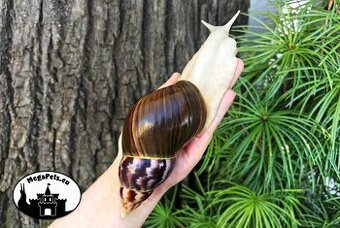 Africké slimáky Lissachatina fulica albino / Achatina Snails