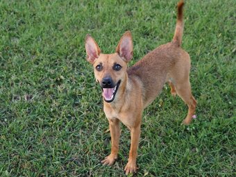 Mexický naháč miniatúrny- mini xolo s PP