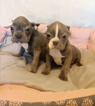 Francúzsky buldoček, šteniatka modré a čierne na predaj