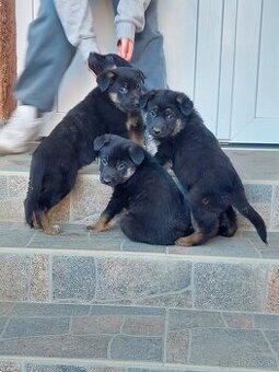 Nemecký ovčiak šteniatka.