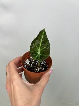 Alocasia Black velvet