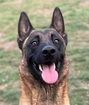 Belgicky ovciak malinois s pp