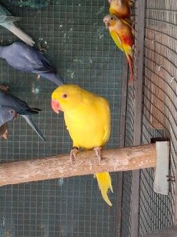 Alexander malý polokrotký