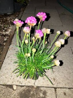 Trávnička prímorská, armeria maritima