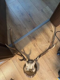 predam Polovnicke trofeje