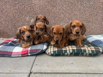 Jazvečík krátkosrstý