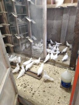 Postove holuby-15€ par