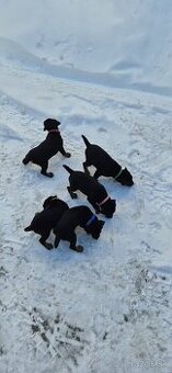 Štěňata Německého loveckého teriéra-JGT