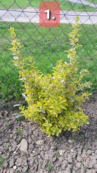 BRŠLEN (Euonymus)-rôzne druhy (E. Japonica...).