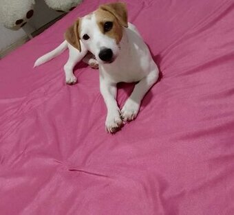 Jack Russel