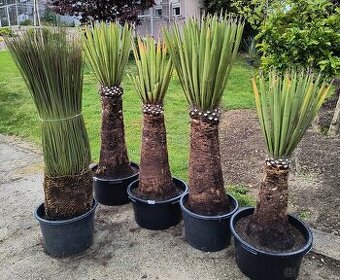 Yucca a dasylirion