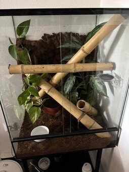 Predám kompletne zariadené terárium s c.cilliatus