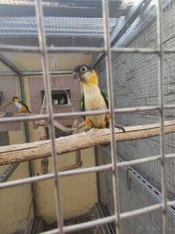 amazonik čiernotemenný samička DNA 0/1 2025