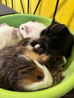 Predám morčatá - 1