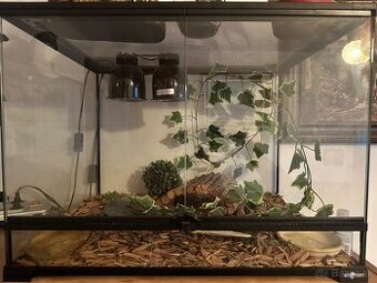 Terarium