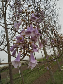 Paulownia Shan Tong