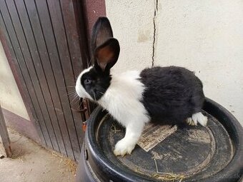 Šarišský Obrovitý