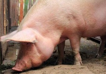 Predám domáce ošípané