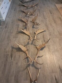 Zhody, parohy, trofeje, parozie