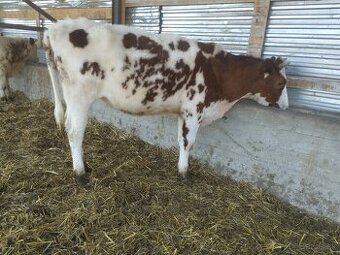 Jalovica Holstein - registrovaná