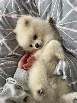 Nemecký špic- pomerian mini