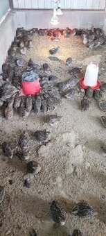 Prepelica faraon jumbo