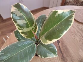 Izbové rastliny - Ficus elastica ‘Tineke’ - 1