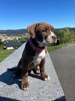 American Bully XL