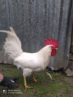 Kohút Leghorn