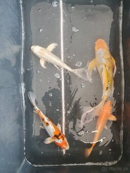 predam Koi kapre