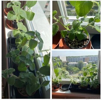 Nadchovník / Rýmovník (Mexický eukalyptus)