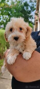 Standard Maltipoo