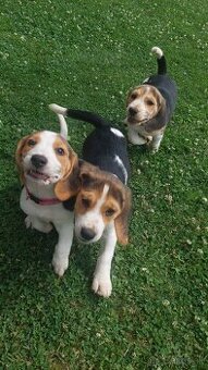 Šteniatka plemena Beagle, Bígl, Bígel