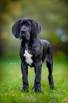 Nemecka doga s PP šteniatka