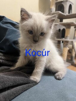 Ragdoll mačiatko na predaj