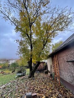 Predám orechové drevo