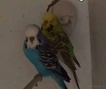 Výstavné andulky - pár