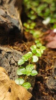 Pilea depressa - pôdokryvná rastlina do paludária