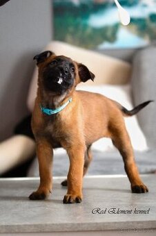 Belgický ovčiak malinois