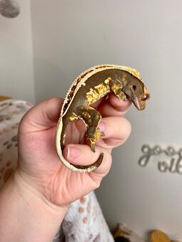 Pagekón riasnaty, gekon HĽADÁ NOVÝ DOMOV