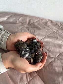 Predám mláďatá osmaka degu🐾