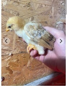 Predám kuriatka hempsir