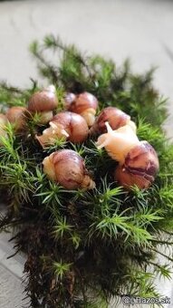 Africké slimáky - Achatina